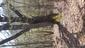 holub domáci (skalný) (10.5.2023)
