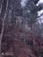 sova lesná (obyčajná) (12.4.2023)