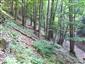 Lipovo-javorové sutinové lesy (9.9.2014)