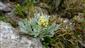 Druh Artemisia eriantha v TML