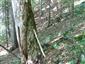 Lipovo-javorové sutinové lesy (17.9.2014)