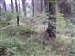 Lonicera nigra v riedkom lese