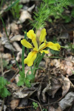 Iris arenaria - kvet