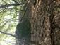 Lipovo-javorové sutinové lesy (4.9.2014)