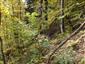 Lipovo-javorové sutinové lesy (10.10.2013)