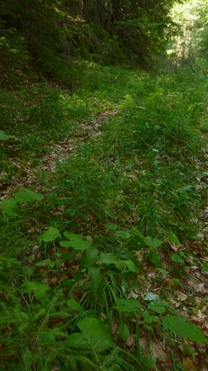biotop jedincov Cypripedium calceolus ma lesnej ceste v bučine