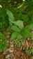 Jedince Cypripedium calceolus (1 plodný, 1 odkvitnutý + niekoľko sterilných)