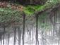 Lipovo-javorové sutinové lesy (23.9.2022)