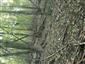 Lipovo-javorové sutinové lesy (9.10.2014)