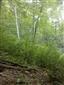 Lipovo-javorové sutinové lesy (19.8.2014)