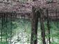 Karpatské a panónske dubovo-hrabové lesy (15.5.2023)