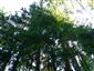 Lipovo-javorové sutinové lesy (4.7.2013)