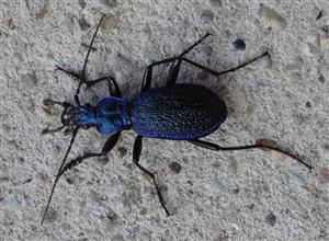 Carabus intricatus