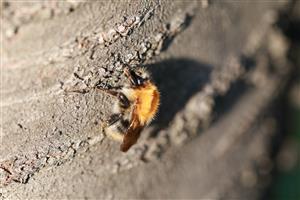 Bombus pascuorum (Scopoli, 1763)