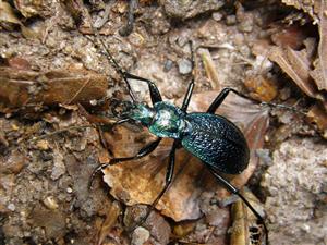 Carabus (Chaetocarabus) intricatus intricatus Linnaeus, 1761