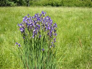 Iris sibirica