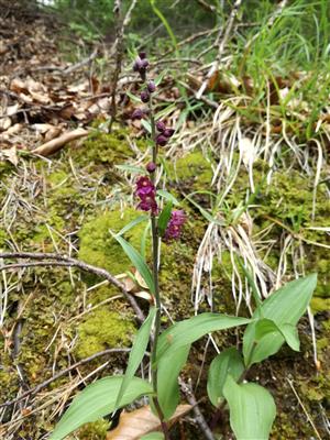 Epipactis atrorubens