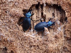 carabus intricatus