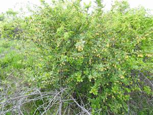 Dráč obyčajný (Berberis vulgaris)